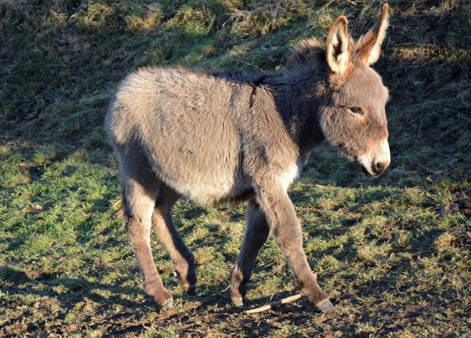 Nikon D5200 sample photo. Donkey, colt, grey photography