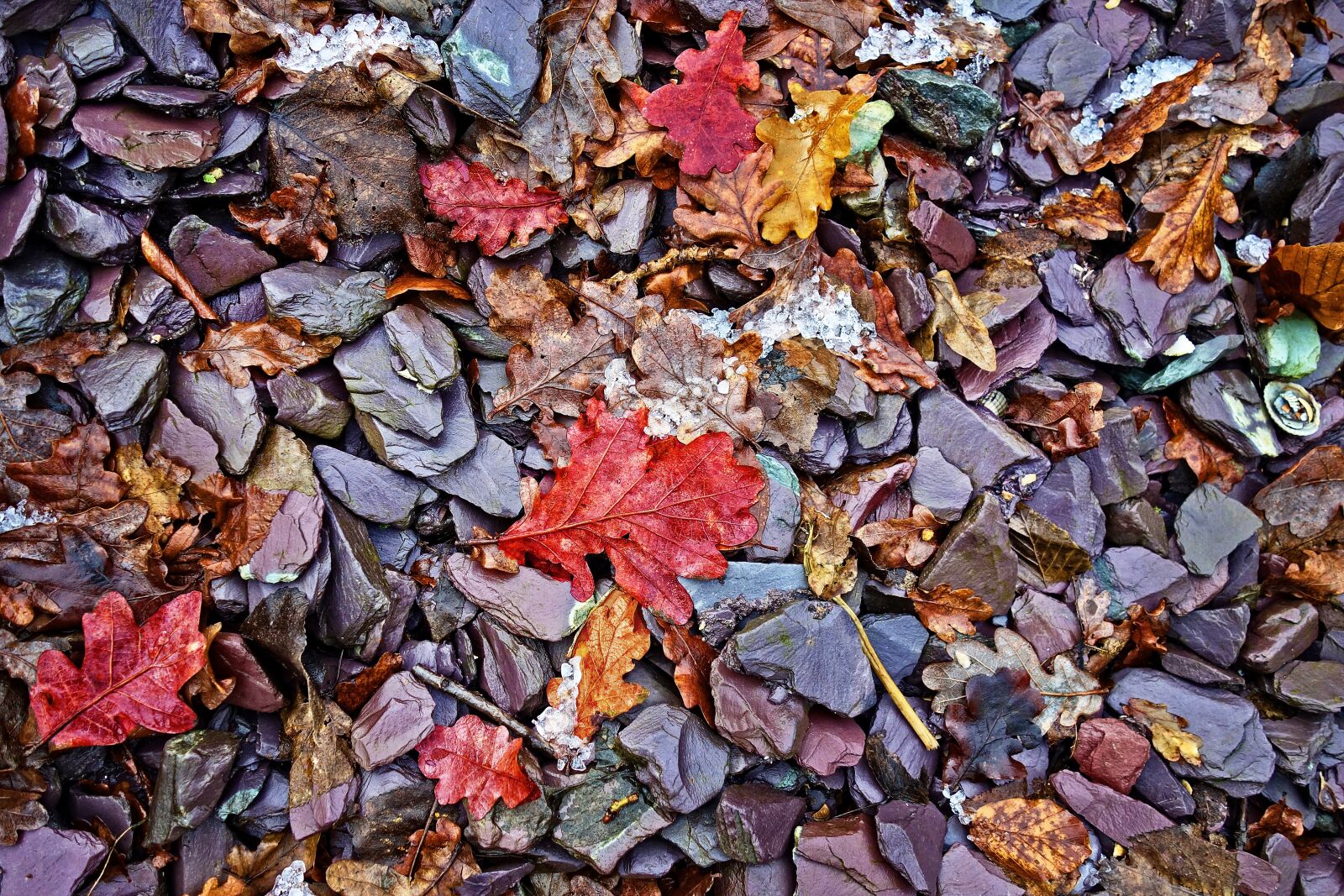 Sony Cyber-shot DSC-RX100 sample photo. Stones, pebbles, leaves photography