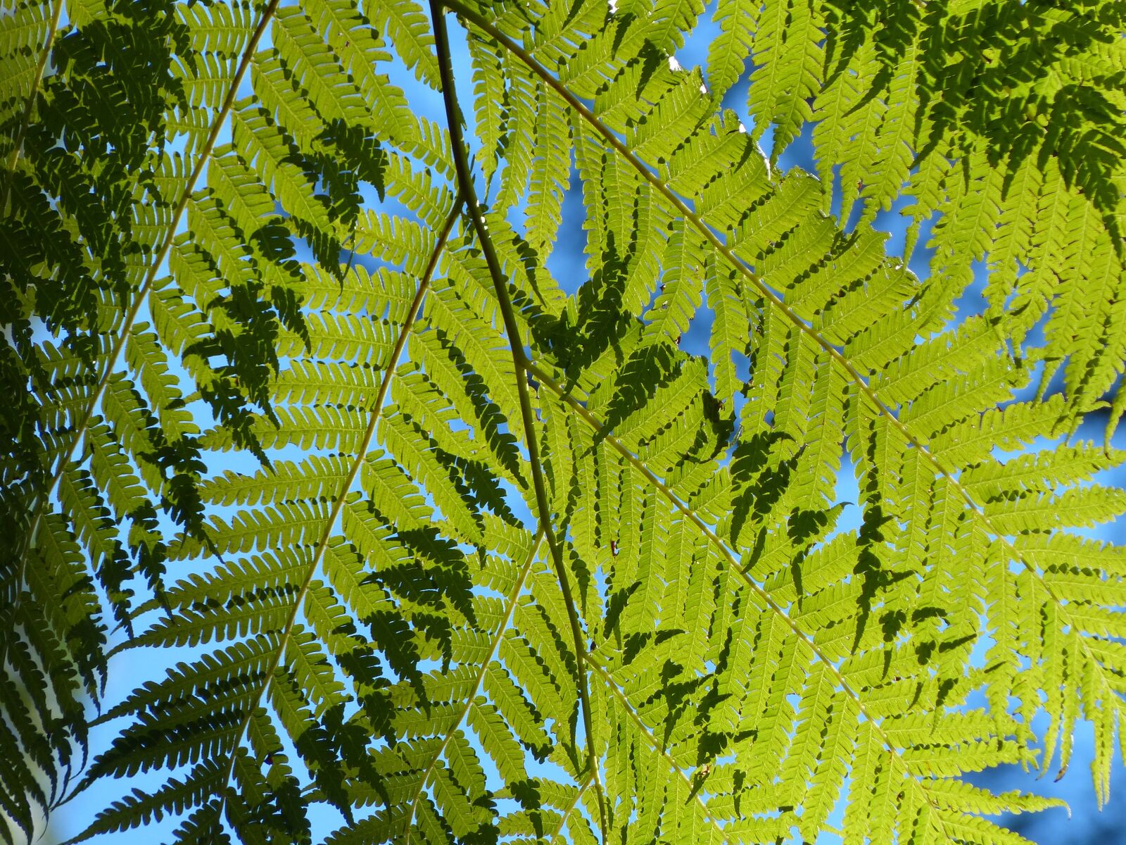 Panasonic Lumix DMC-FZ200 sample photo. Ferns, green, leaves photography