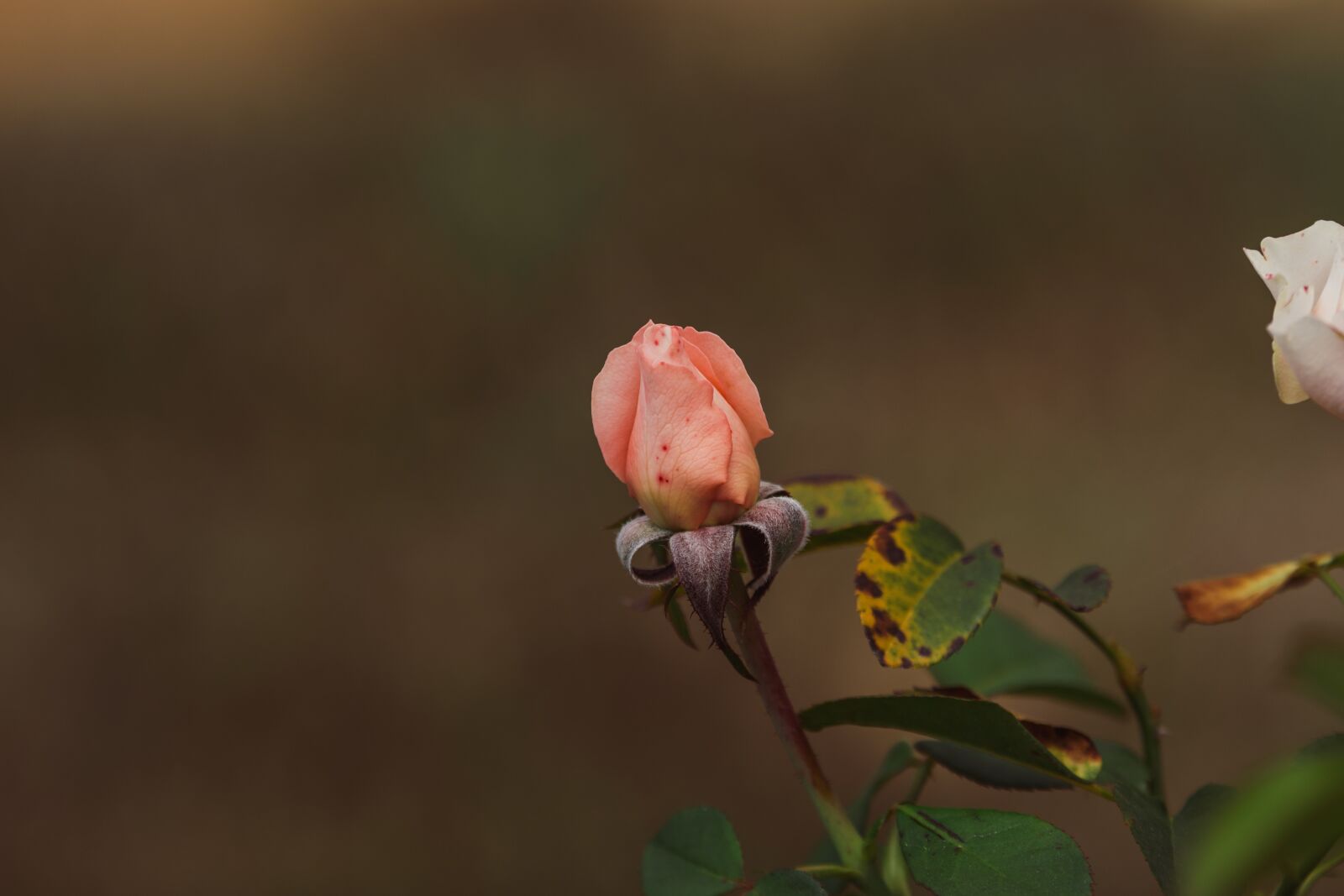 Nikon D5600 sample photo. Rose, rose bud, bloom photography