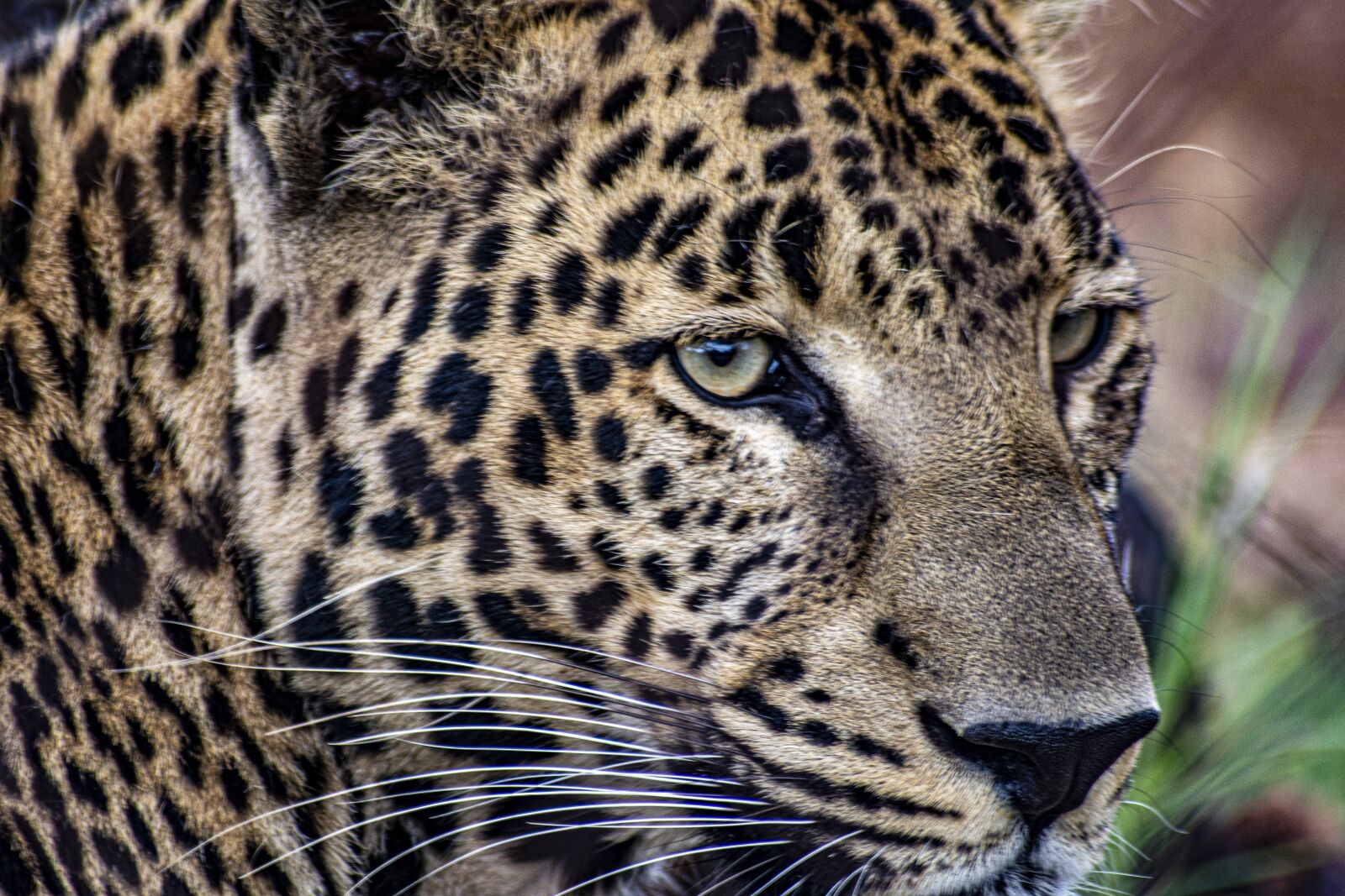 Nikon D7200 sample photo. Leopard, nature, animal photography