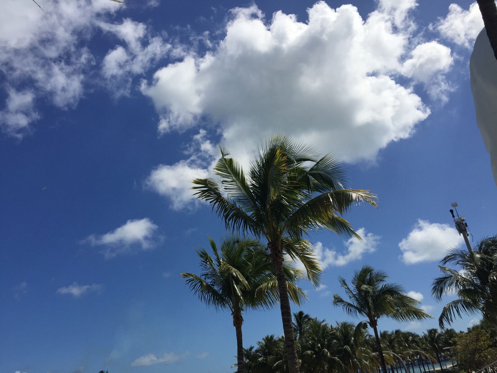 Apple iPhone 6 sample photo. Sky, palms, clouds photography
