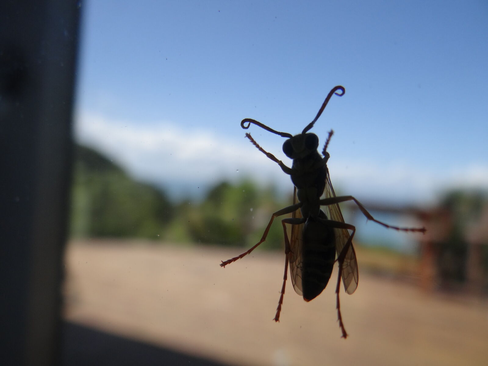 Sony DSC-HX200V sample photo. Wasp photography