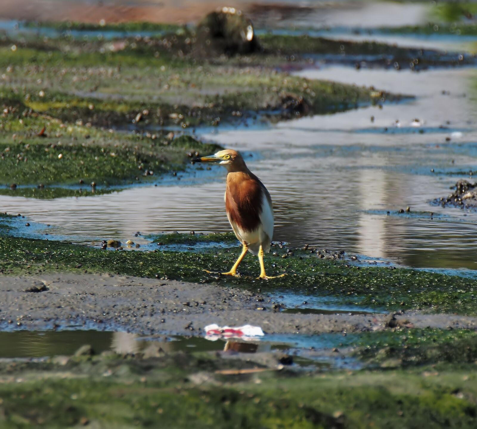 Olympus OM-D E-M1 sample photo. Bird, pond, heron photography