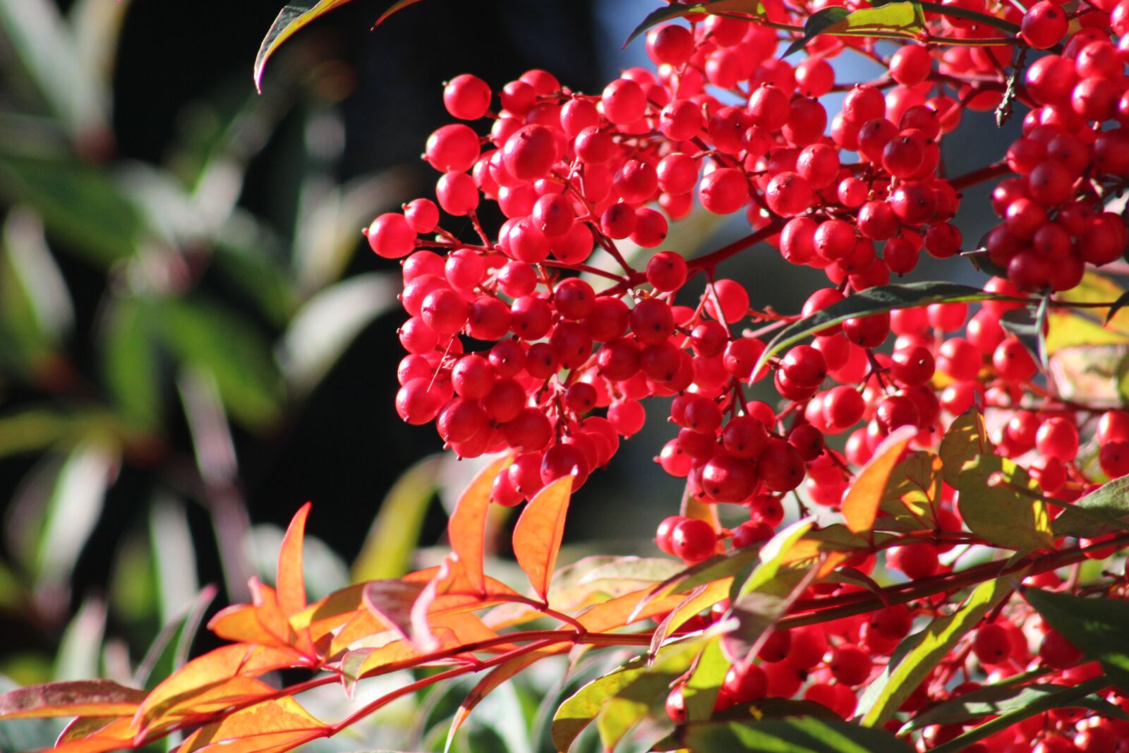 Canon EOS 2000D (EOS Rebel T7 / EOS Kiss X90 / EOS 1500D) sample photo. Berry, sky bamboo, red photography