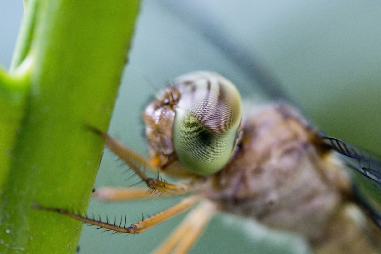 Nikon D5200 sample photo. Dragonfly, insect, macro photography