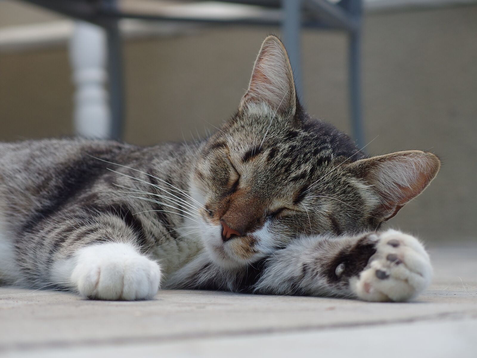 PENTAX RICOH IMAGING PENTAX MX-1 sample photo. Cat, relaxed, sleeping photography