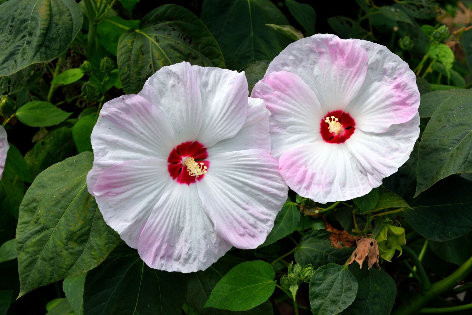 Nikon D3300 sample photo. Jumbo hibiscus flower, flower photography