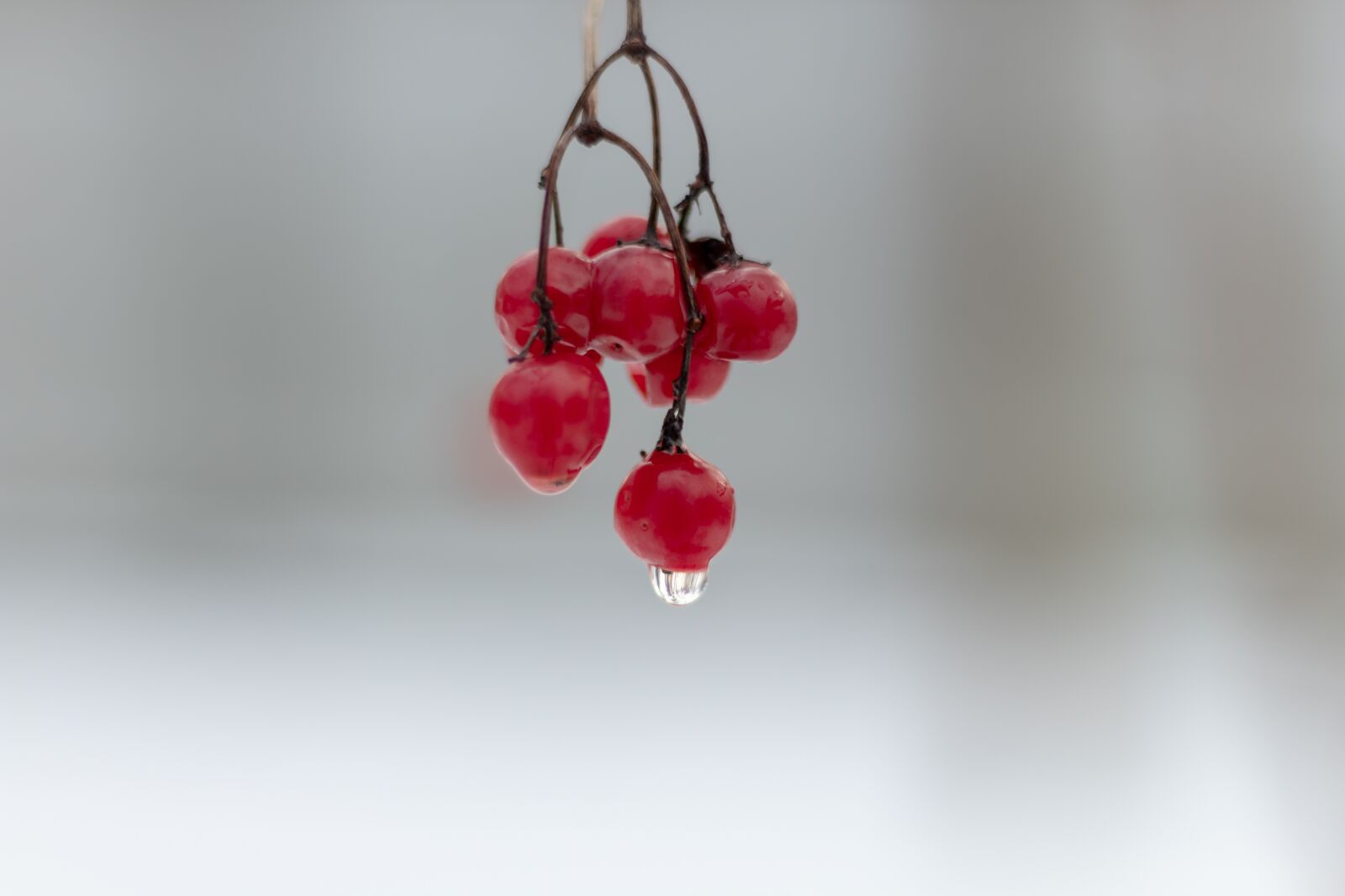 Canon EOS 1300D (EOS Rebel T6 / EOS Kiss X80) + Canon EF 50mm F1.8 STM sample photo. Viburnum, berry, red photography