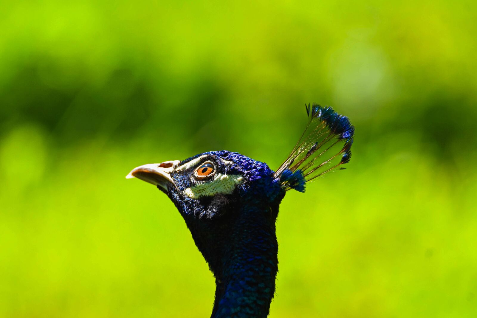 Tamron SP 150-600mm F5-6.3 Di VC USD sample photo. Pride, pattern, animal photography