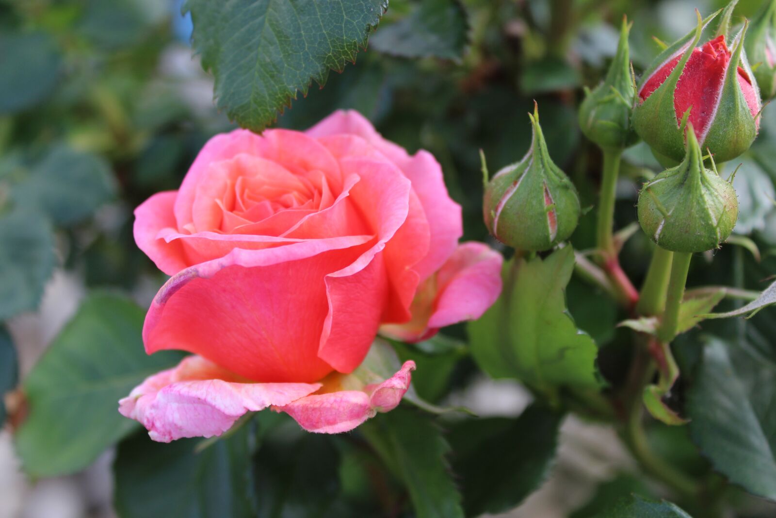 Canon EOS 1300D (EOS Rebel T6 / EOS Kiss X80) sample photo. Flowers, blossom, bloom photography