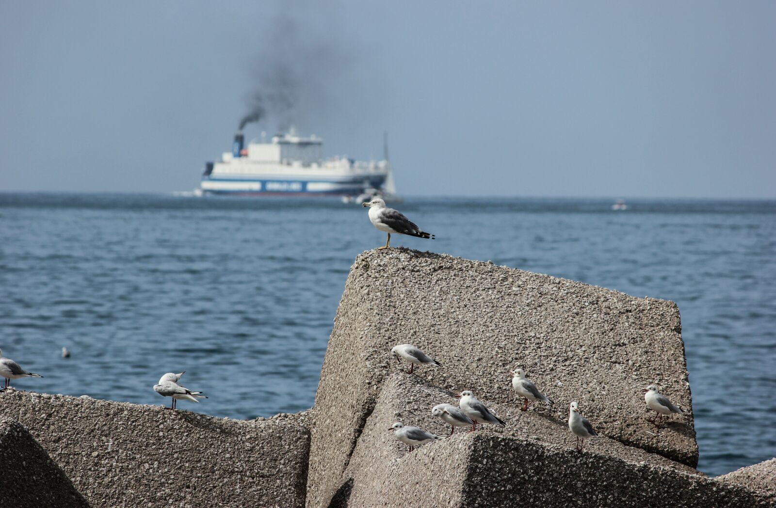 Canon EOS 550D (EOS Rebel T2i / EOS Kiss X4) sample photo. Seagulls, sea, riva photography