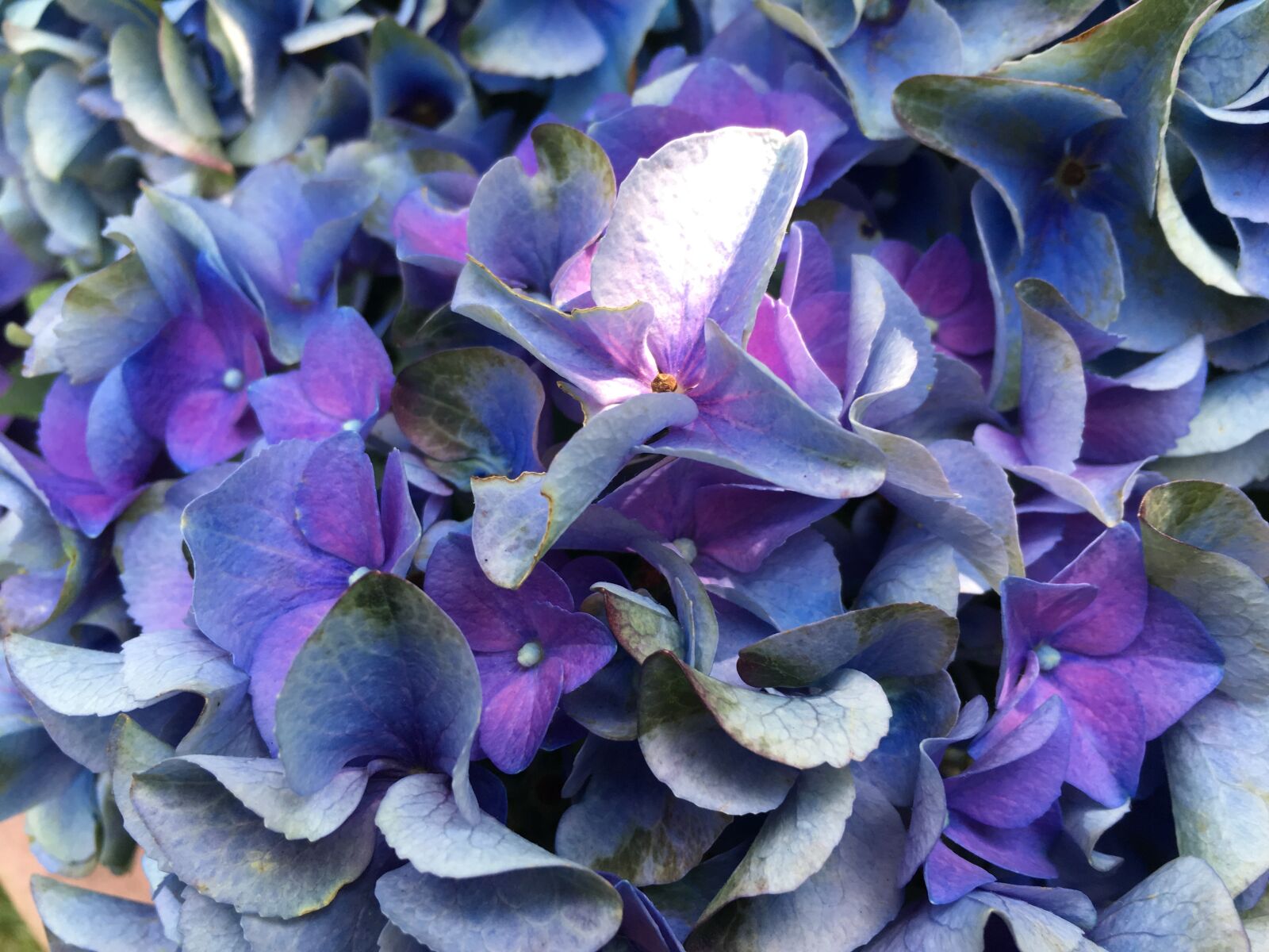 Apple iPhone SE sample photo. Hydrangea, blue, flower photography