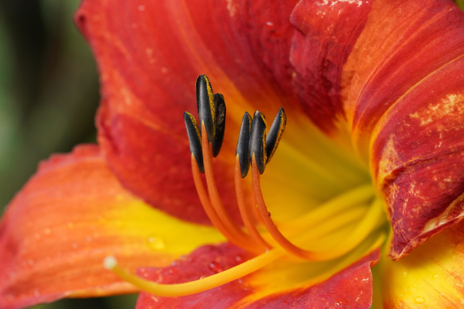 Sony a7R III + Sony FE 90mm F2.8 Macro G OSS sample photo. Flower, nature, beautiful photography