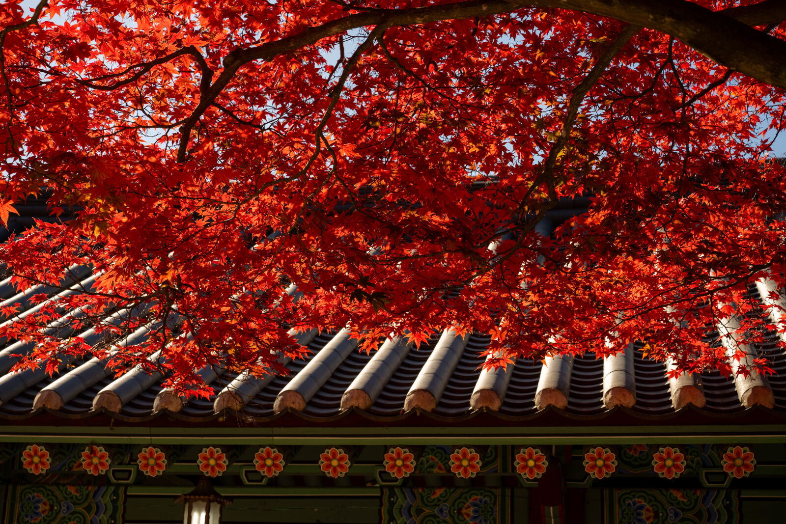 Nikon Nikkor Z 24-70mm F2.8 S sample photo