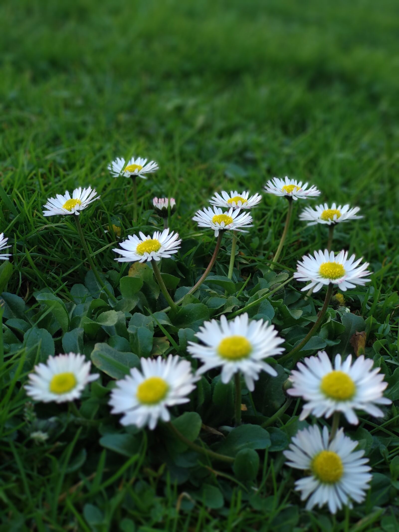 Xiaomi Mi A1 sample photo. Grass, flora, nature photography