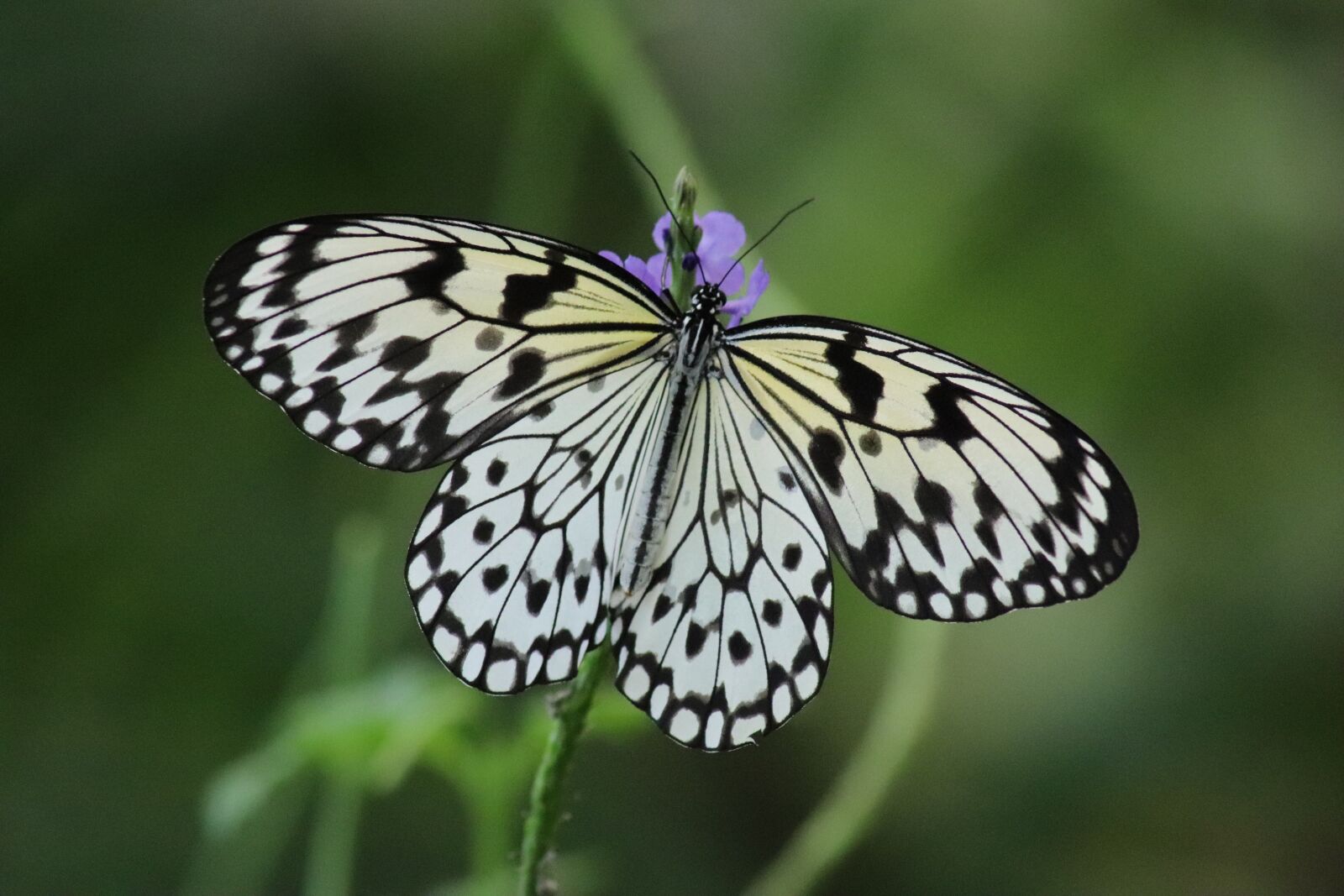 Canon EOS 77D (EOS 9000D / EOS 770D) sample photo. Butterfly, nature, summer photography
