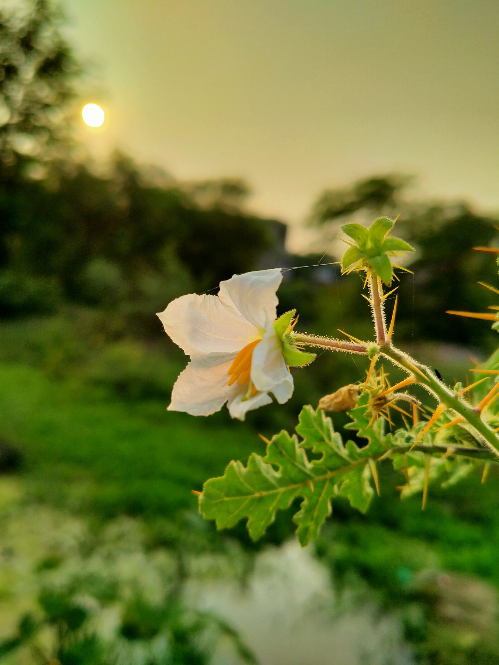 OPPO A5 2020 sample photo. Evening, flower, white photography