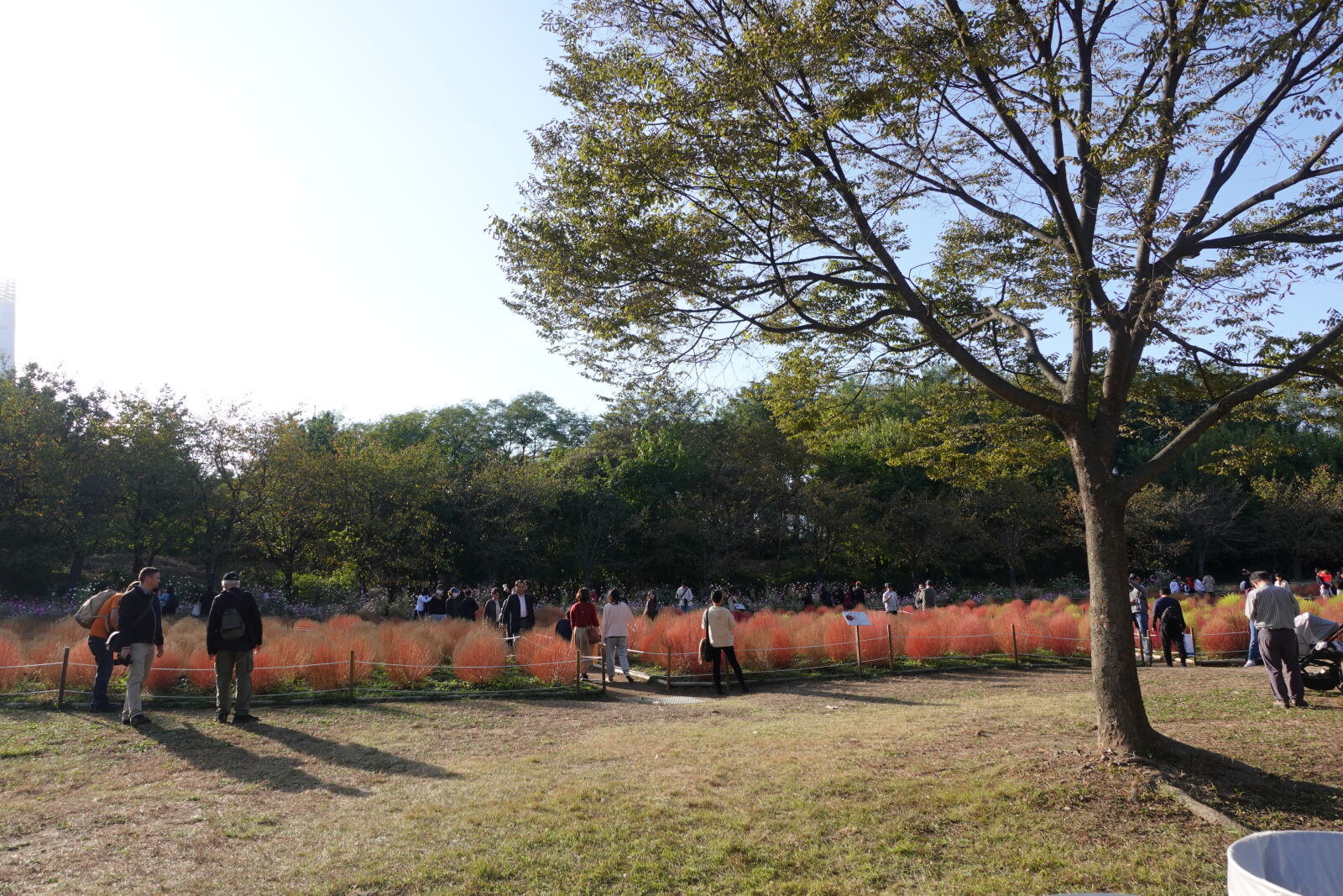 Sony ZV-1 sample photo