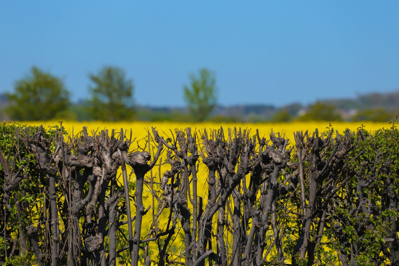 Canon EOS 6D sample photo. Yellow, hedge, spring photography