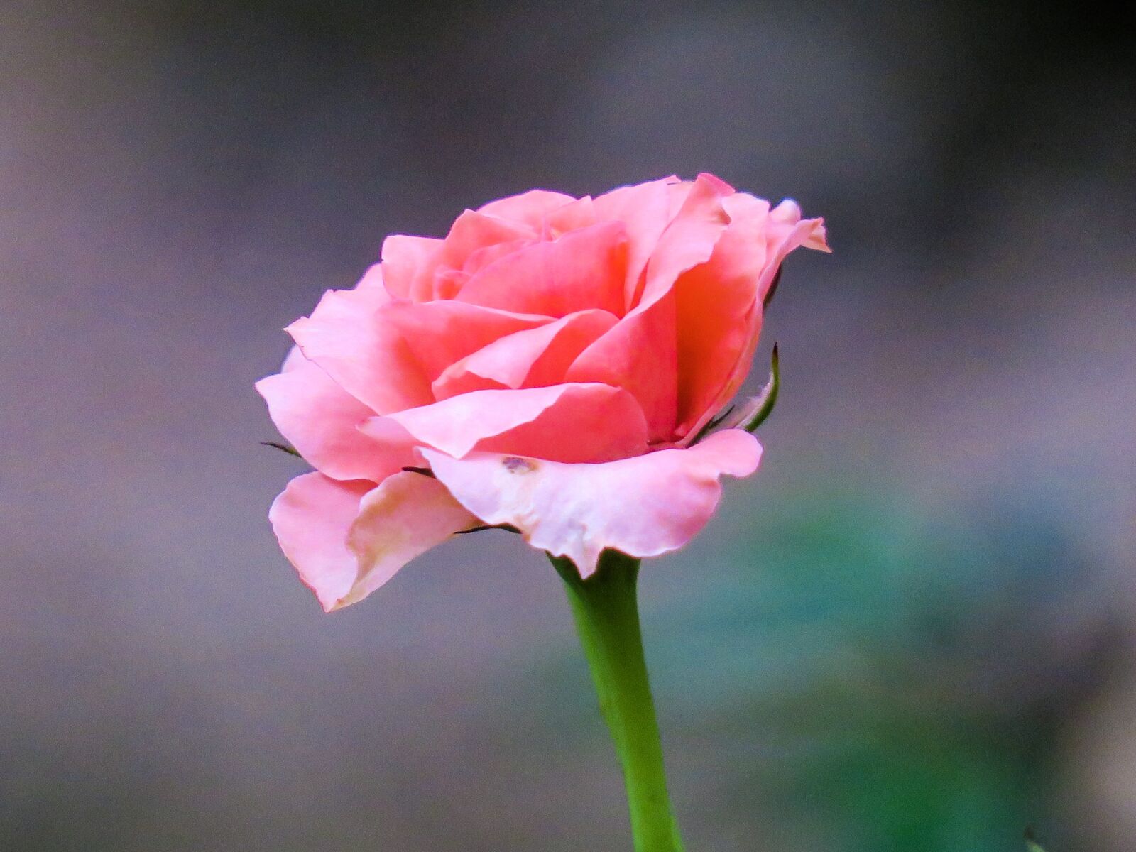 Canon PowerShot G3 X sample photo. Hong kong, rose, plant photography