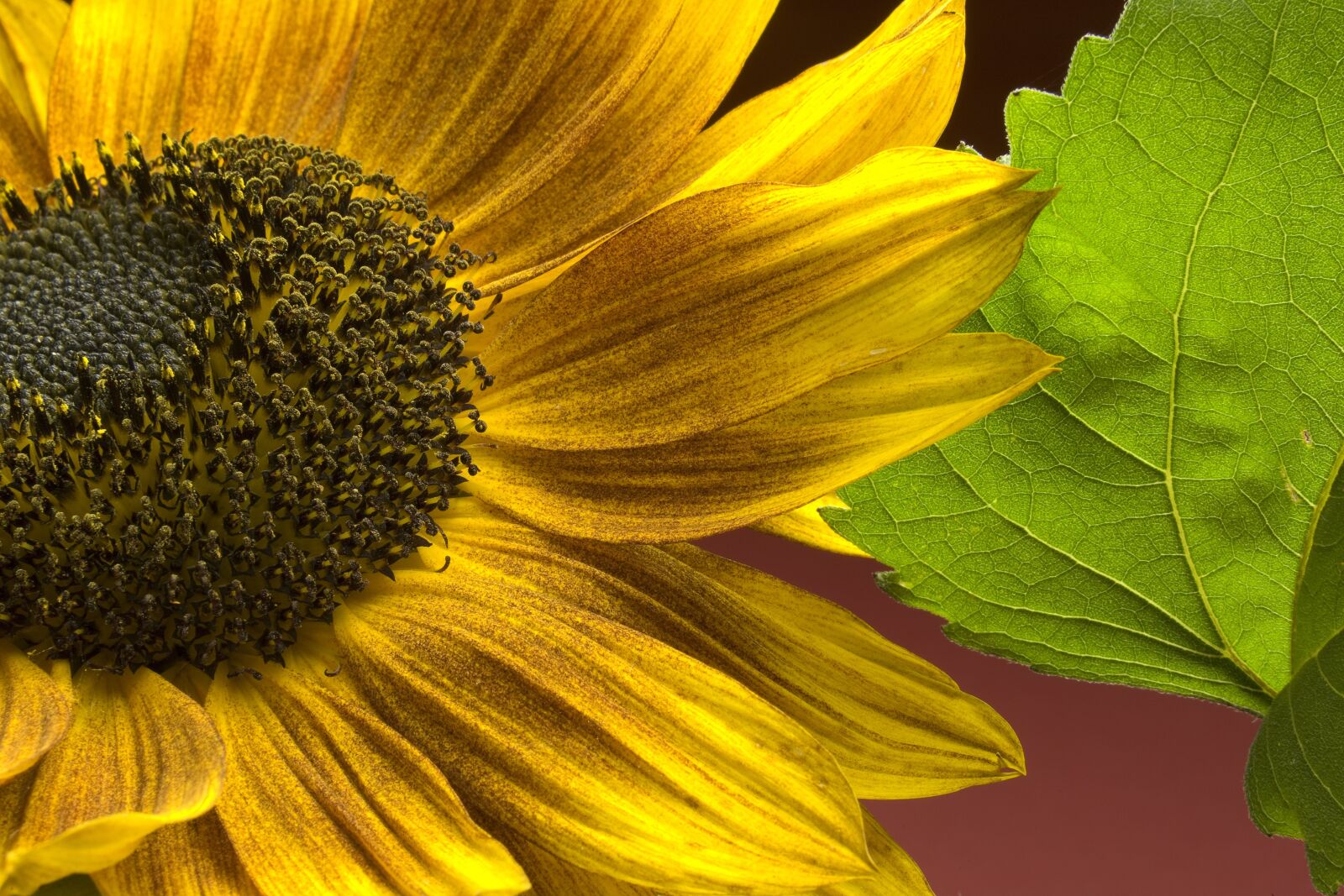 Canon EOS 5D sample photo. Sunflower, flowers, yellow photography