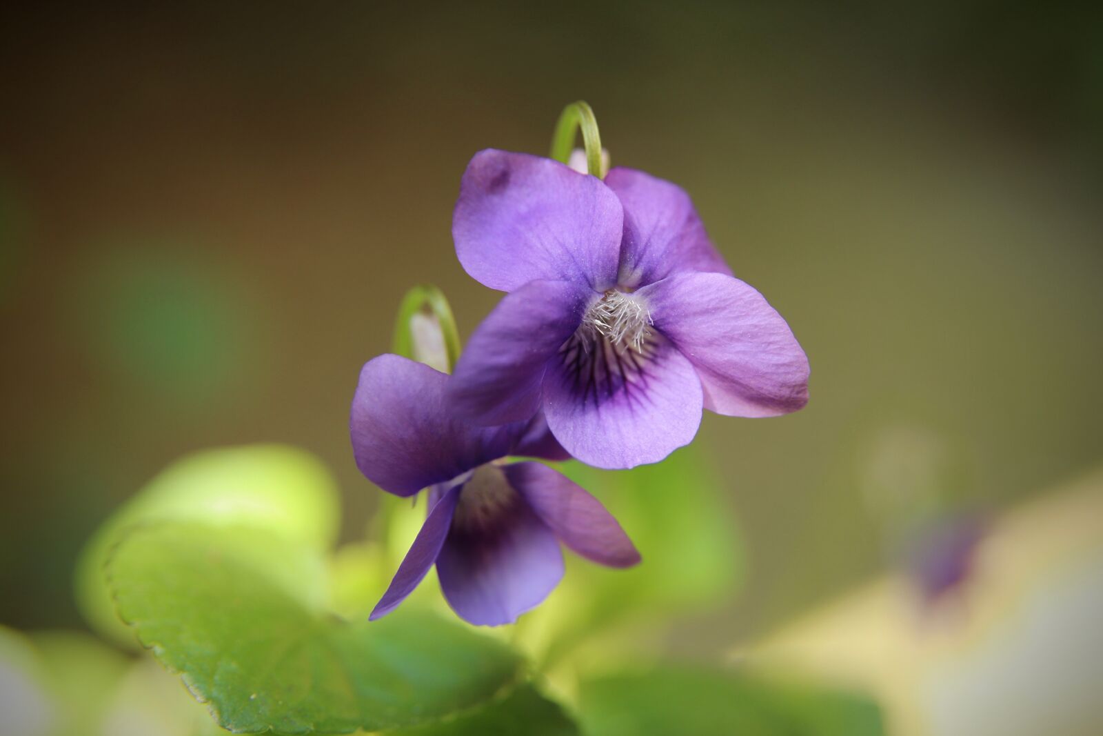 Canon EOS 800D (EOS Rebel T7i / EOS Kiss X9i) sample photo. Violet, flowers, petals photography