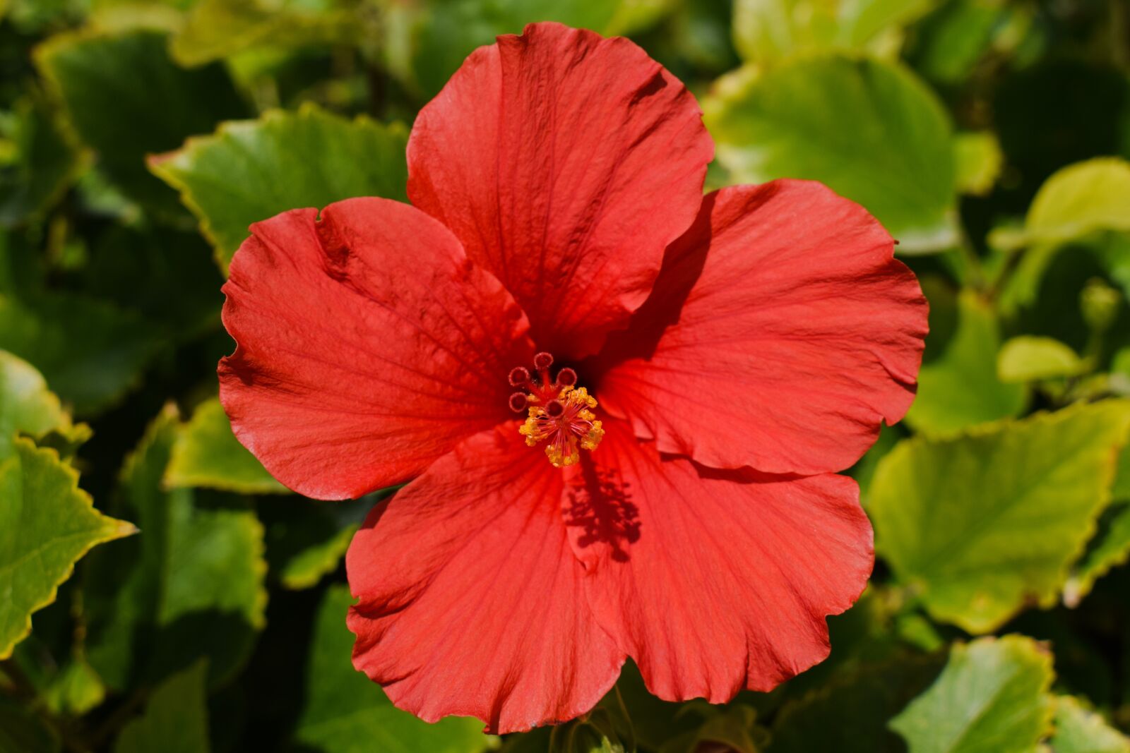 Nikon D3300 sample photo. Flower, red, nature photography