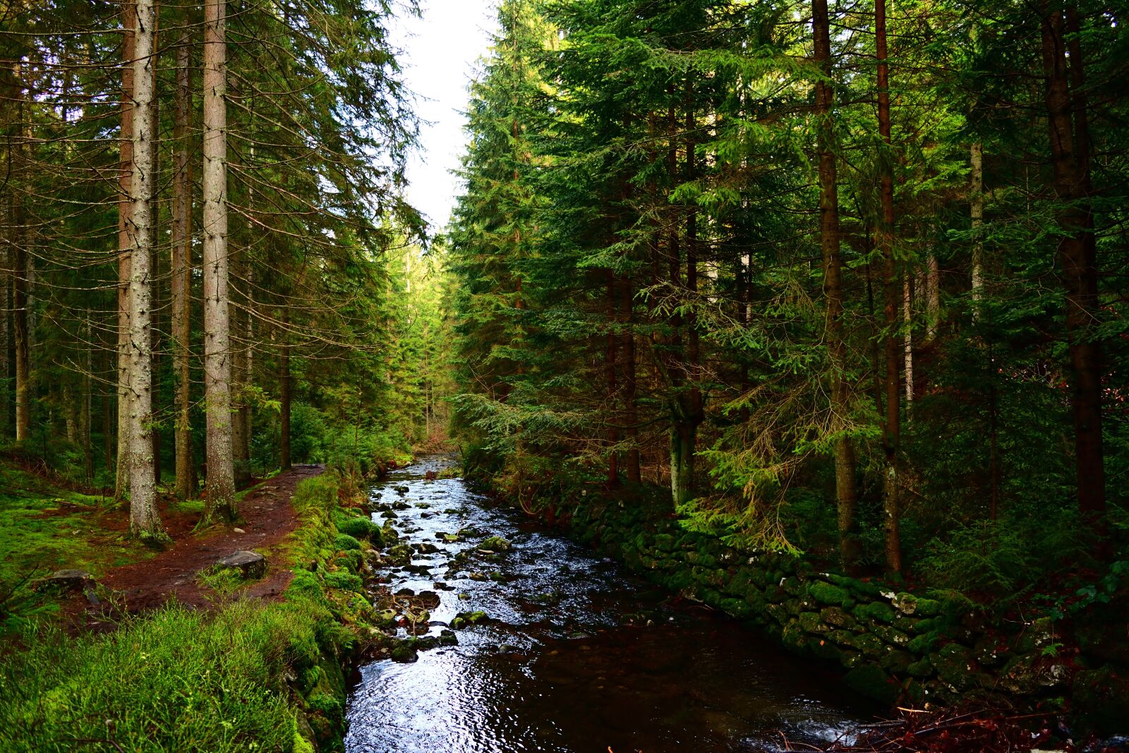 Nikon D5200 sample photo. Forest, nature, national park photography