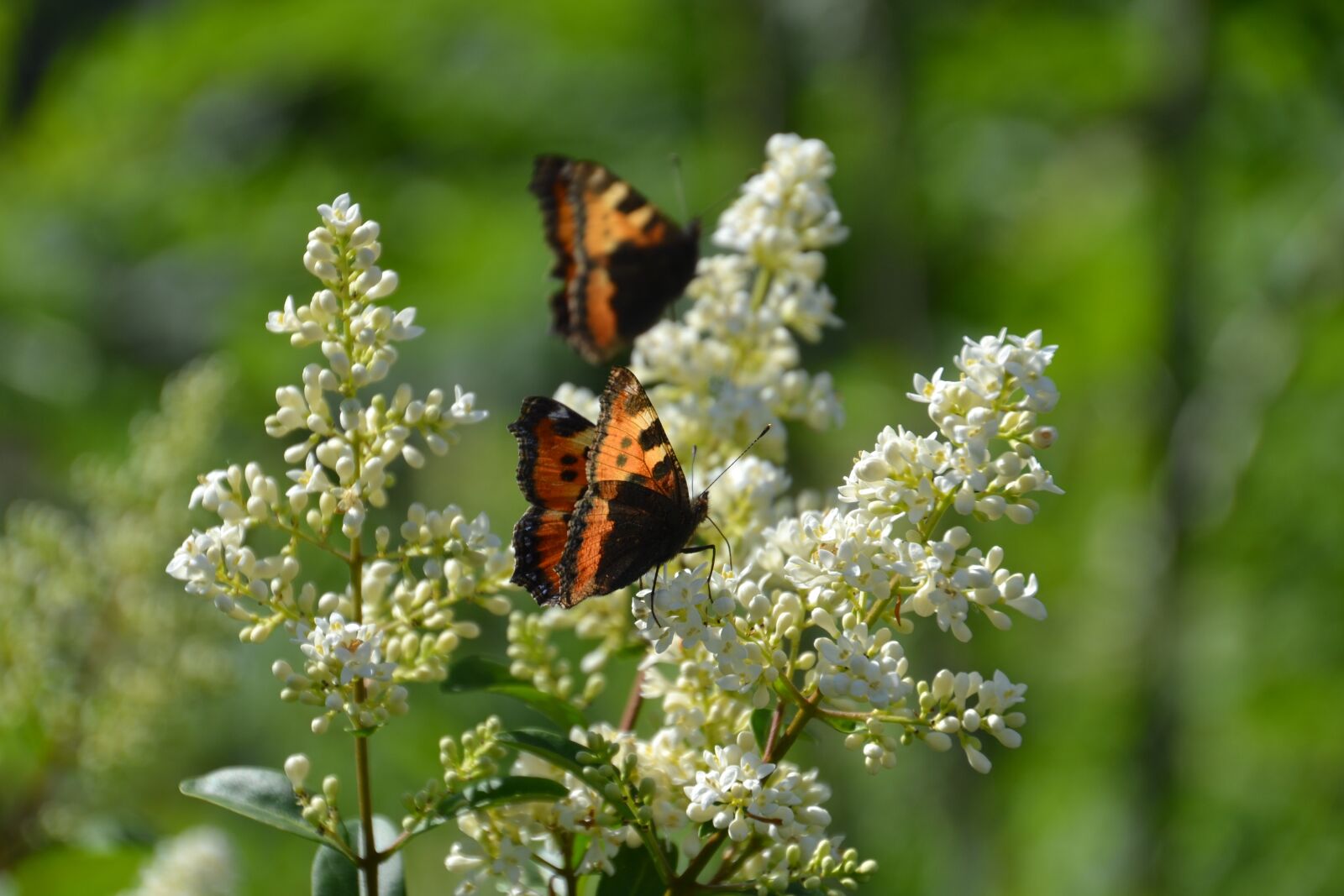 Nikon D3100 sample photo. Butterfly, admiral, insect photography