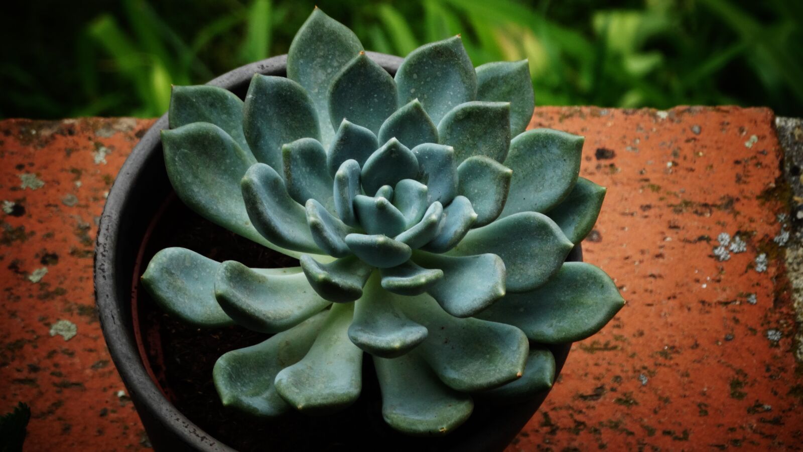 Sony Cyber-shot DSC-HX300 sample photo. Succulents, beautiful, garden photography
