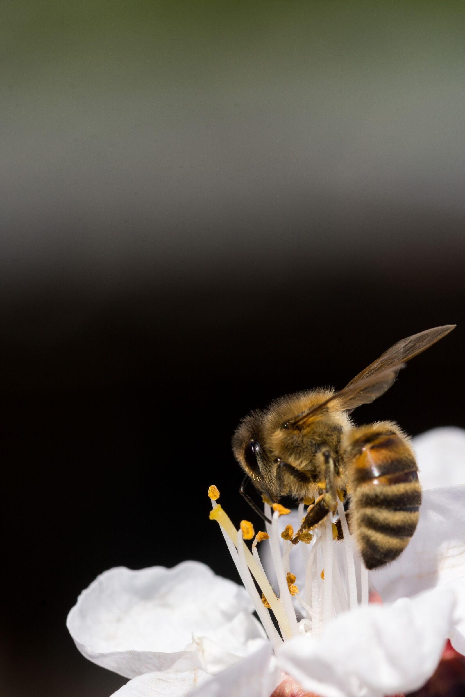 Nikon D7200 sample photo. Nature, bee, insect photography