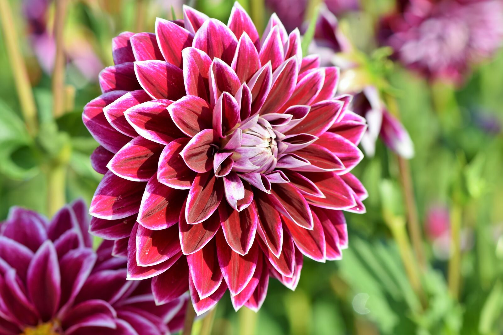 Nikon D7200 sample photo. Dahlia, dahlias bud, flower photography