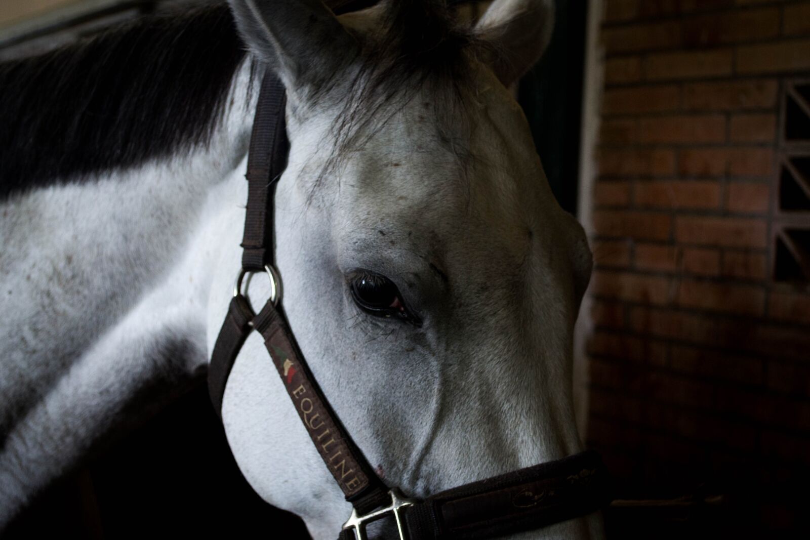 Nikon D3100 sample photo. Horse, first floor, campaign photography