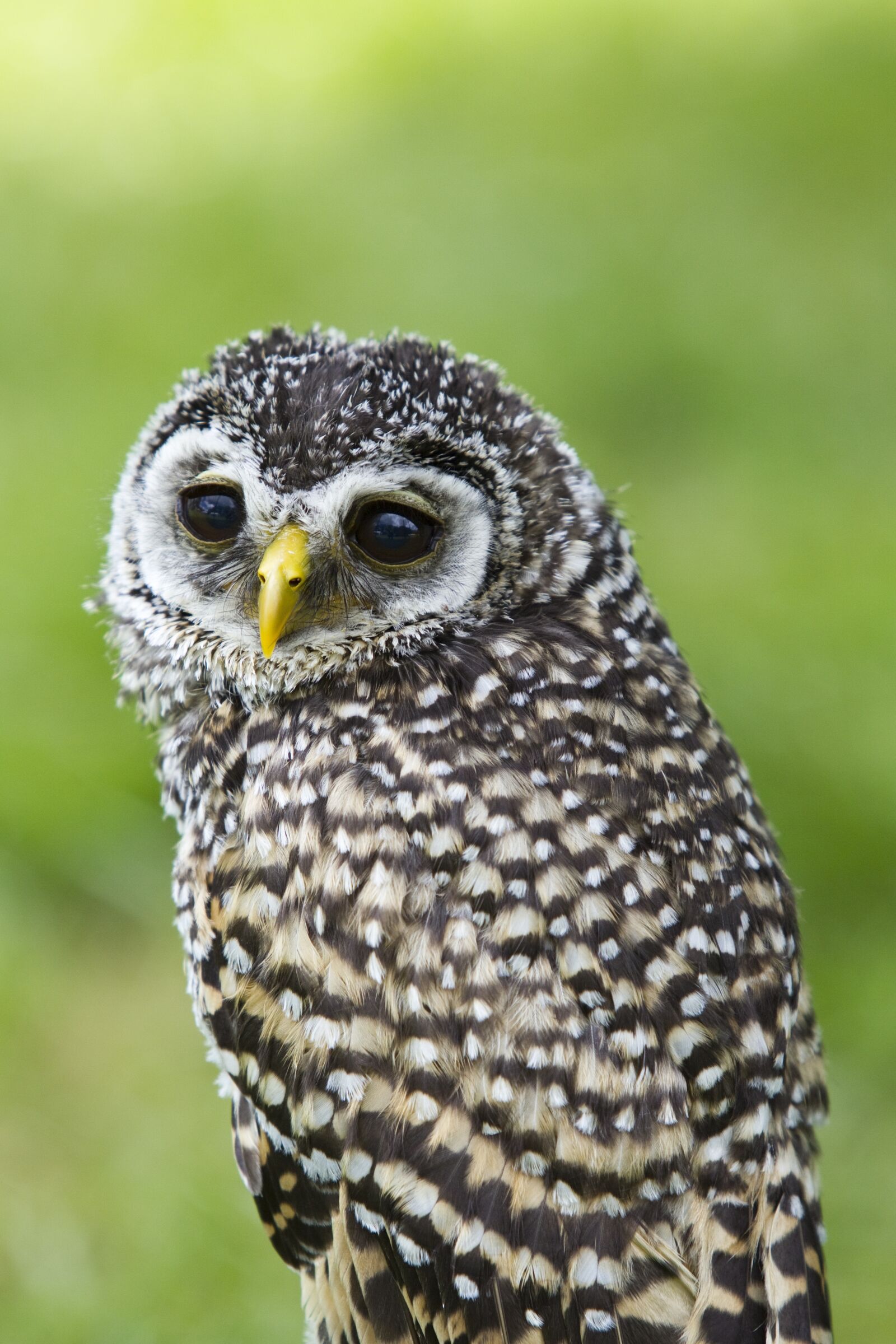 Canon EOS-1D Mark IV sample photo. Bird of prey, owl photography