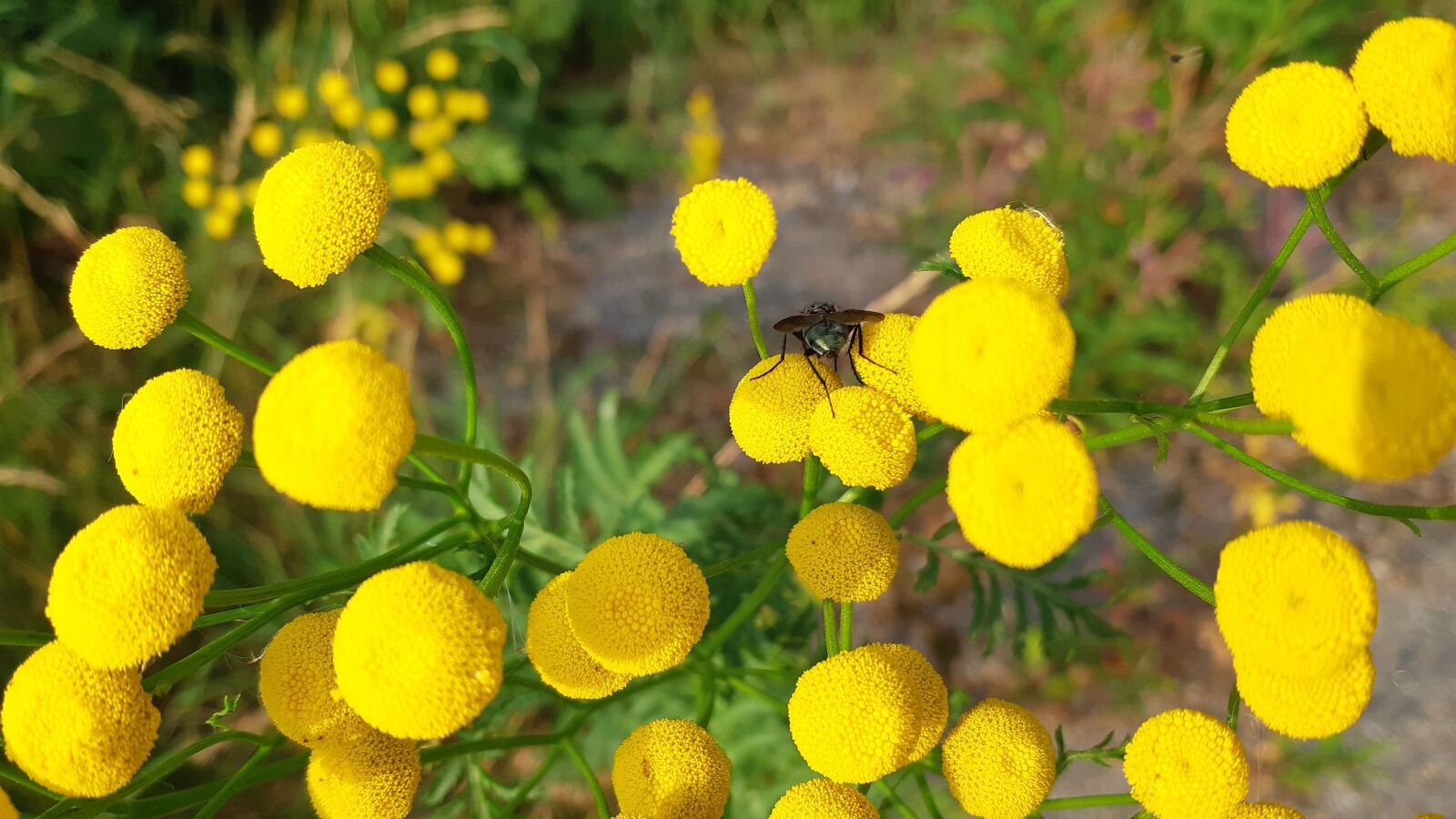 Samsung Galaxy A8(2018) sample photo. Gulblomma, tansy, fly photography