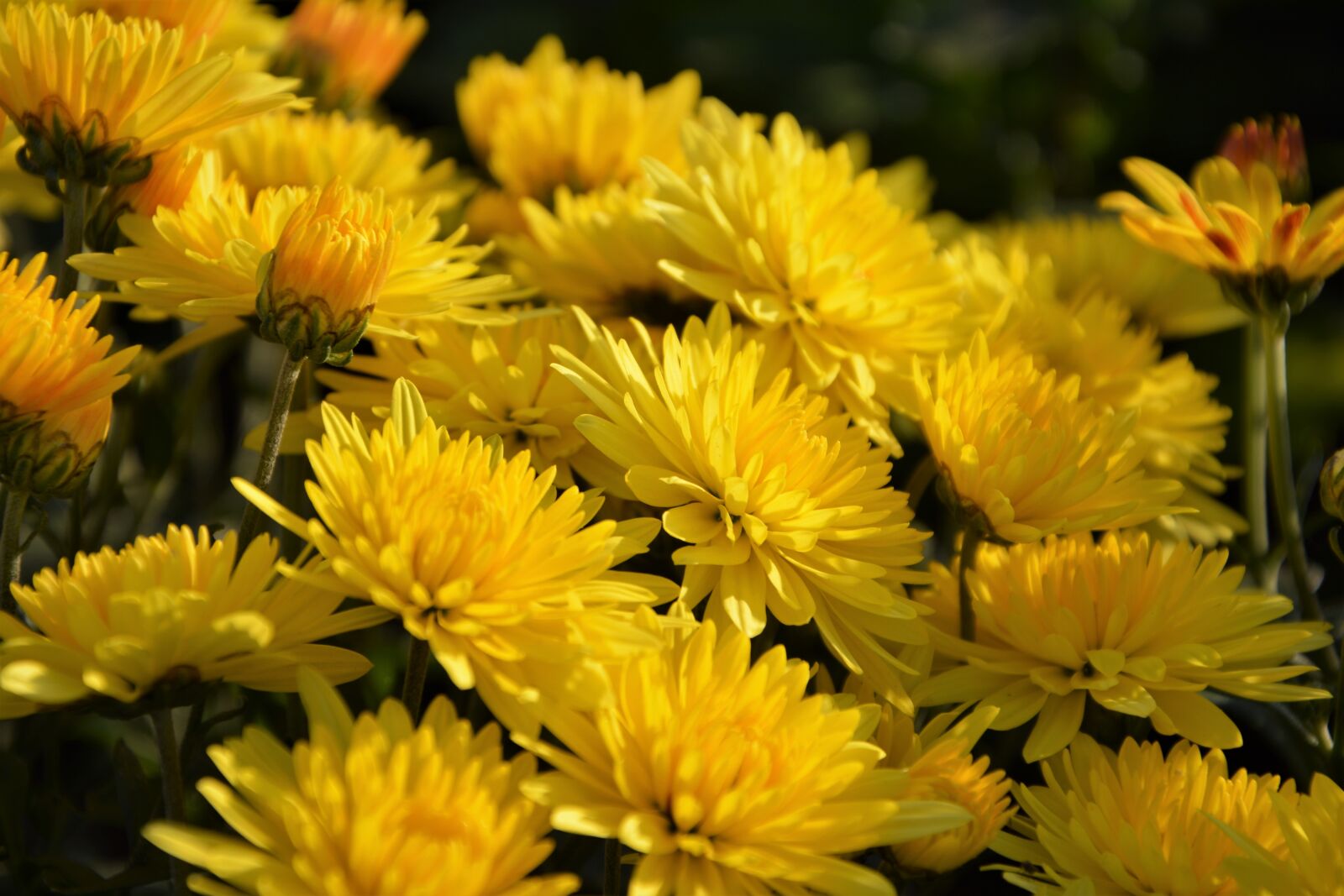 Nikon D7100 sample photo. Flower, chichewa live, vivid photography