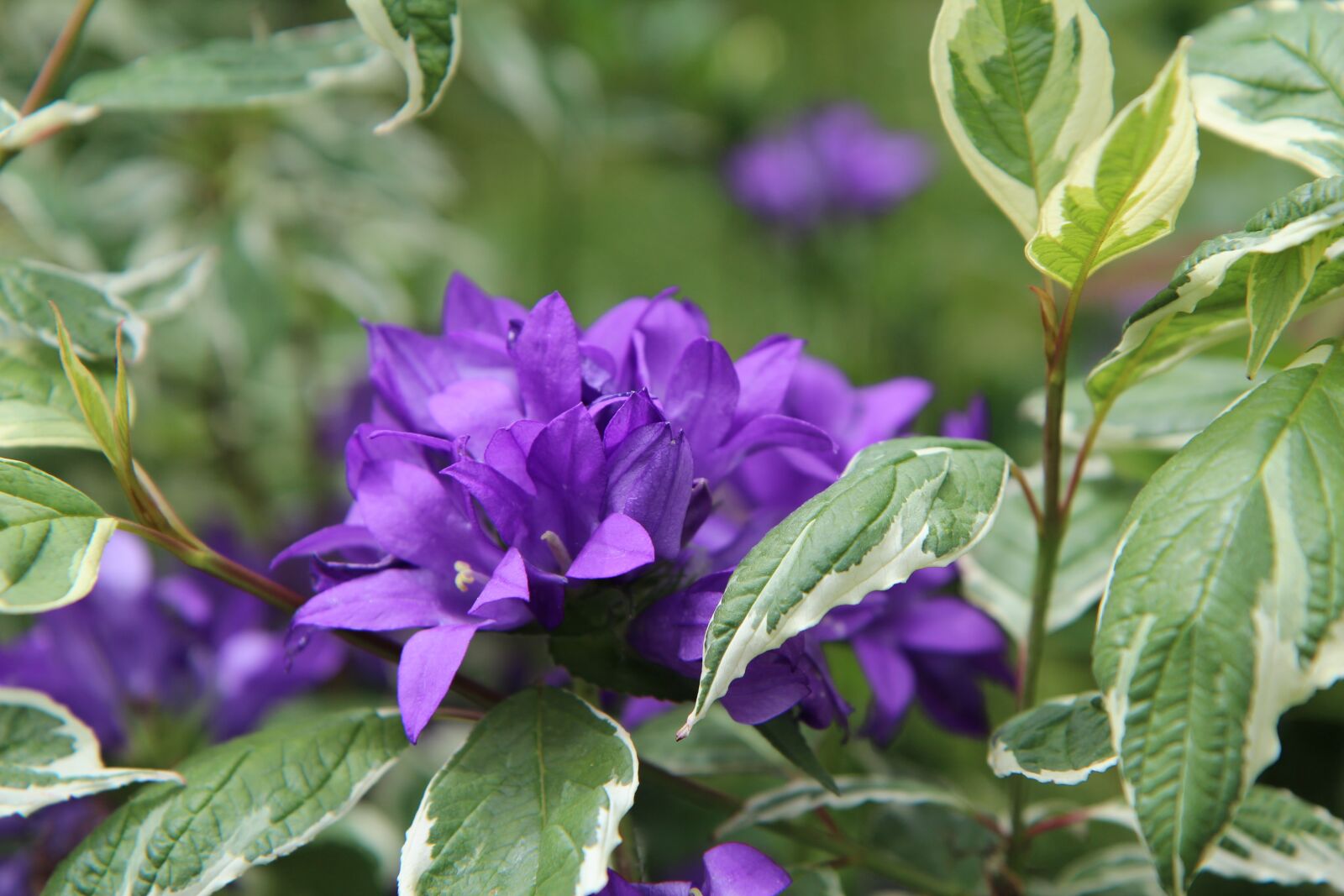 Canon EOS 600D (Rebel EOS T3i / EOS Kiss X5) sample photo. Purple flower, flowering, perennial photography