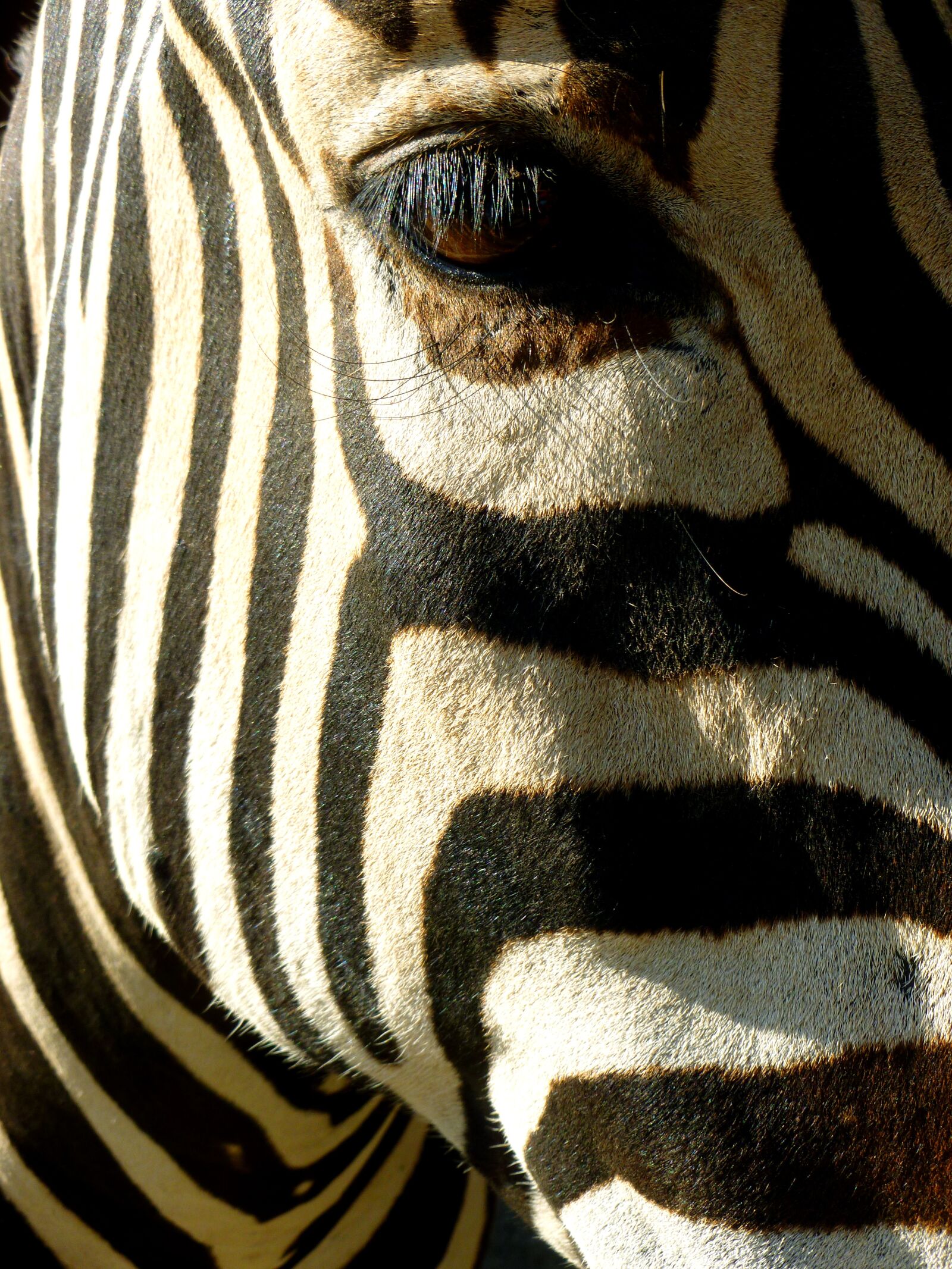 Panasonic DMC-FS37 sample photo. Zebra, animal head, view photography