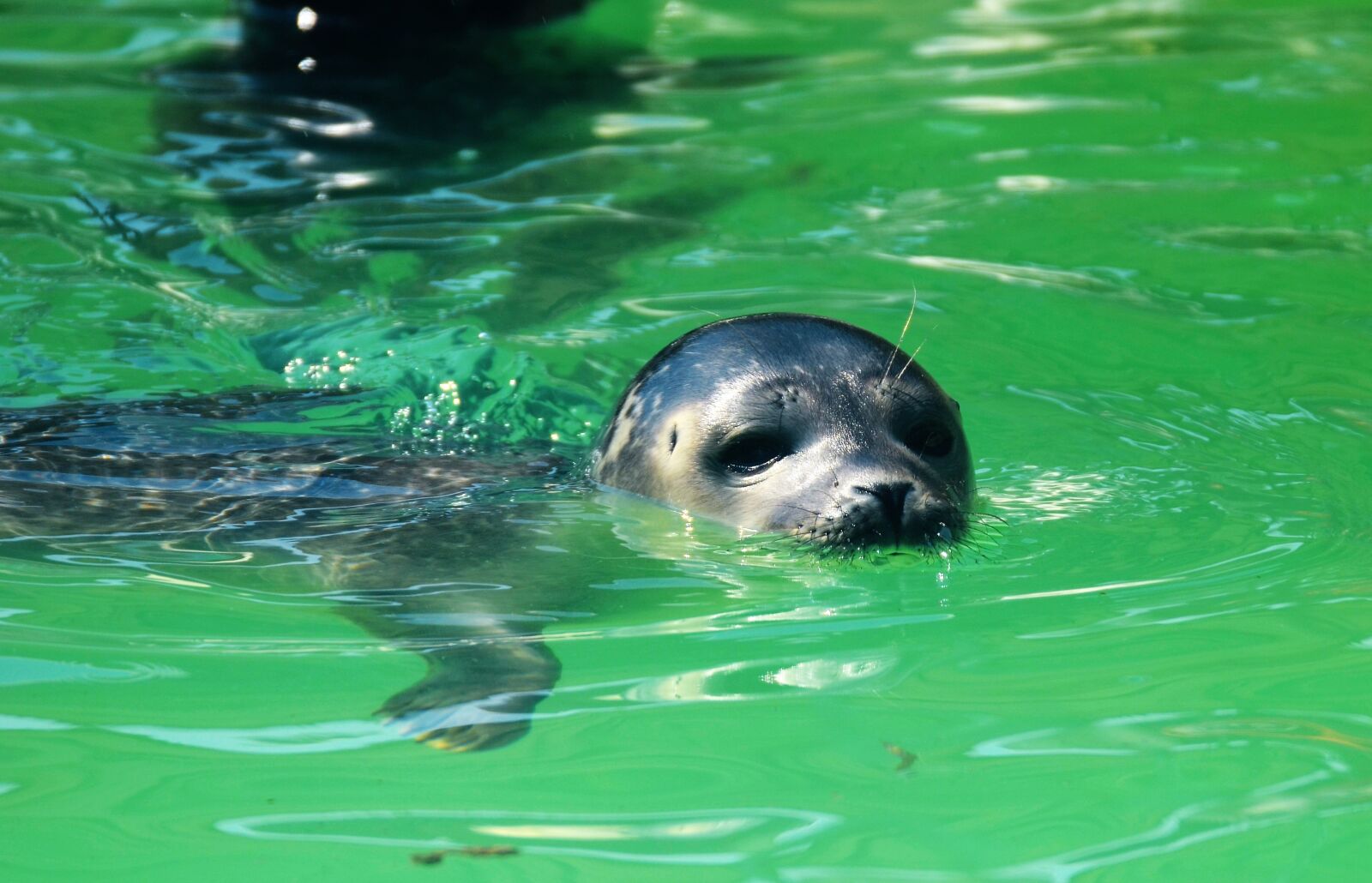 Nikon D5100 sample photo. Robbe, water, mammal photography