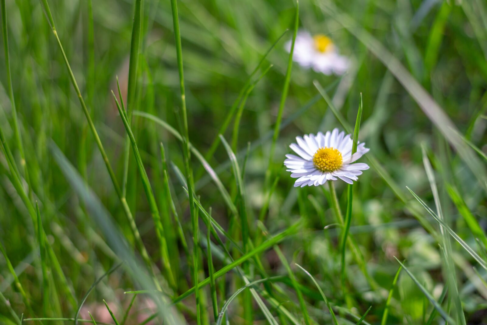 Canon EOS 100D (EOS Rebel SL1 / EOS Kiss X7) + Canon EF 40mm F2.8 STM sample photo. Daisy, nature, grass photography