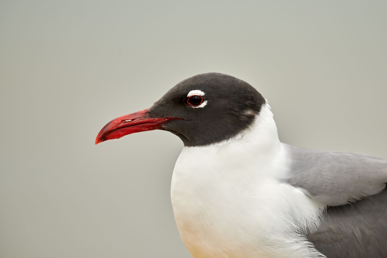 Nikon D850 sample photo. Gull, bird, seagull photography
