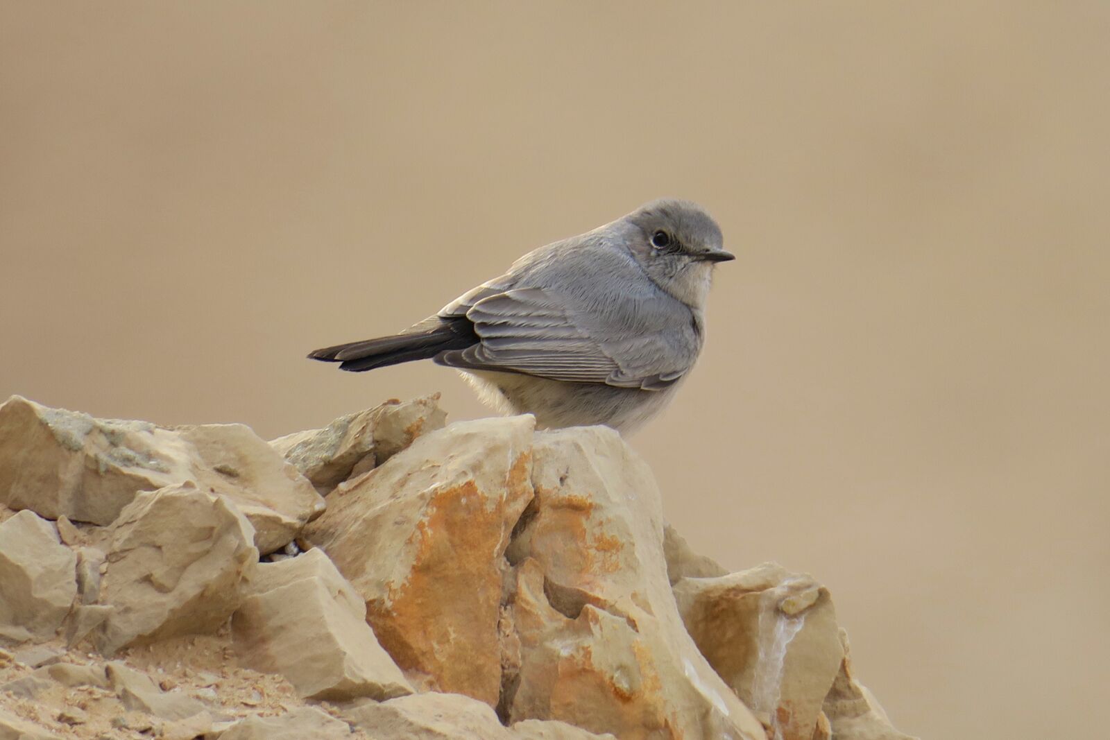 Canon PowerShot G3 X sample photo. Bird, gray, israel photography