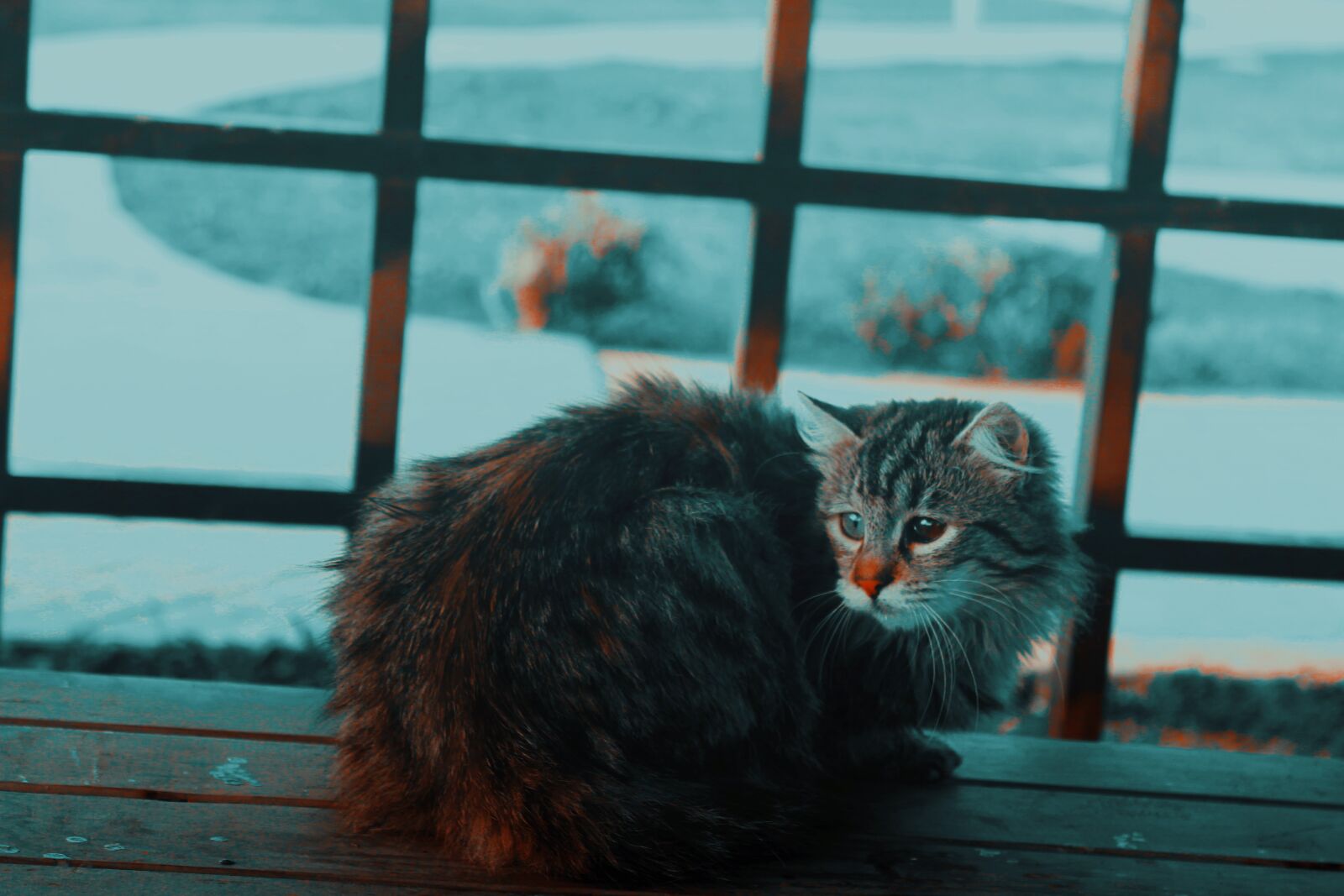 Canon EOS 1100D (EOS Rebel T3 / EOS Kiss X50) sample photo. Cat, anxious, grumpy photography