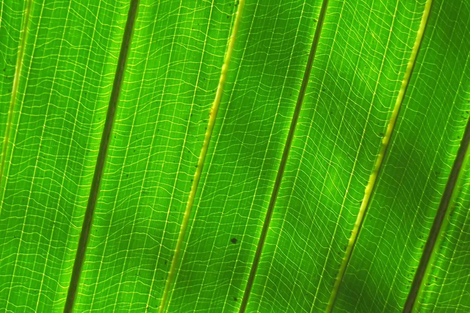 Canon PowerShot G3 X sample photo. Leaf, nature, plant photography