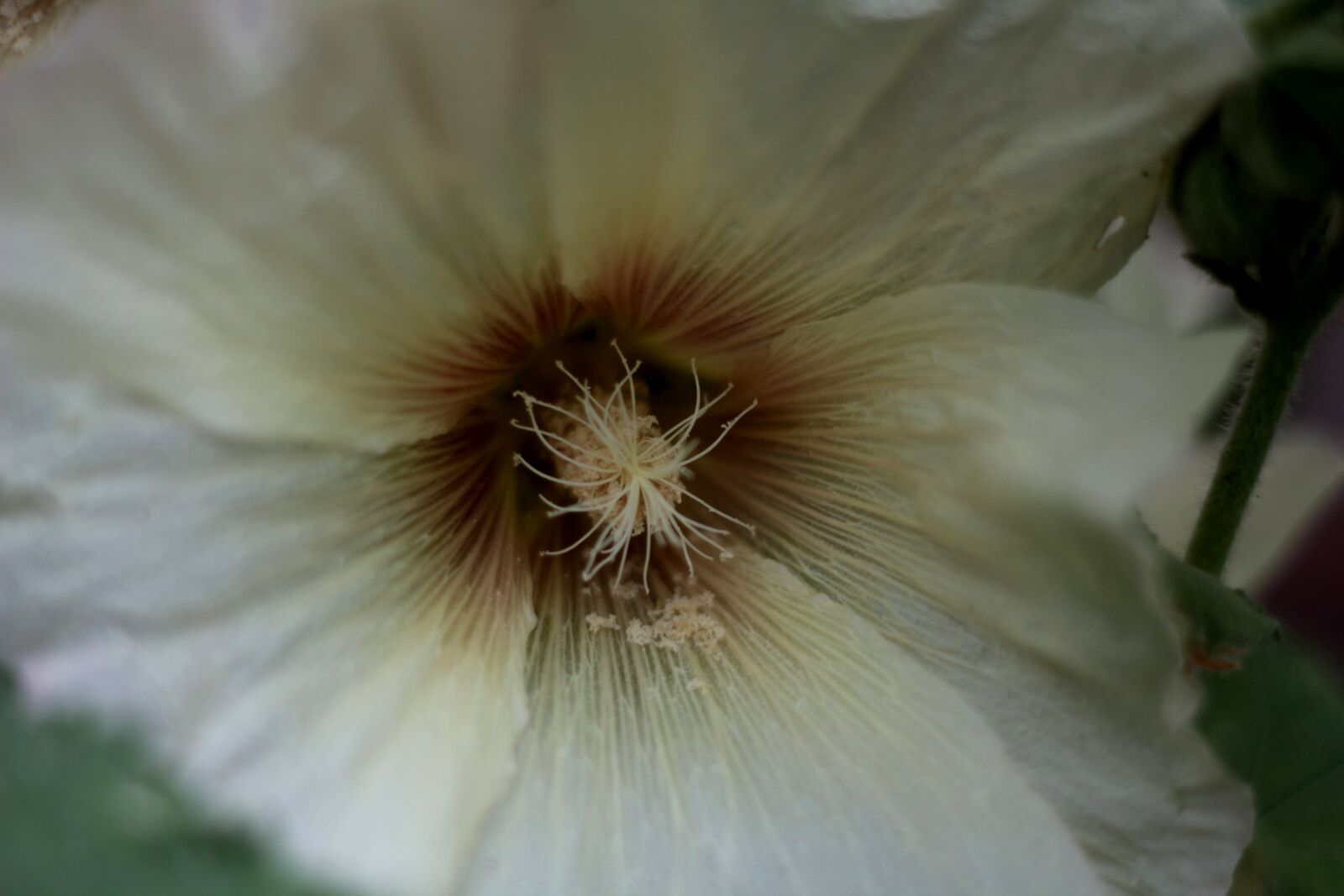 Canon EOS 600D (Rebel EOS T3i / EOS Kiss X5) sample photo. Alcea kurdica, hollyhock, a photography