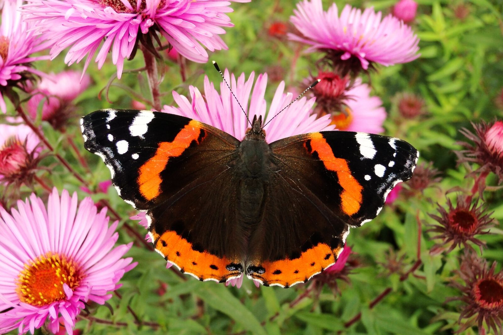 Sony Cyber-shot DSC-HX1 sample photo. Nature, flower, butterfly day photography