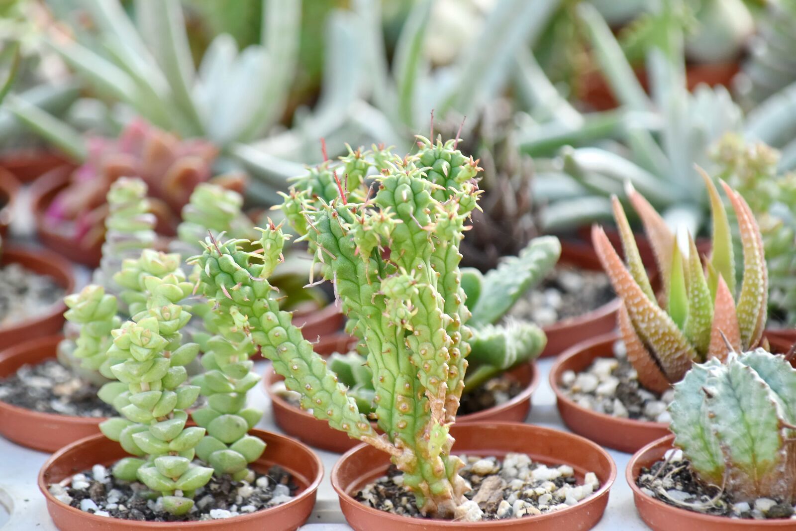 Nikon D5500 sample photo. Botany, cactus, desert plant photography