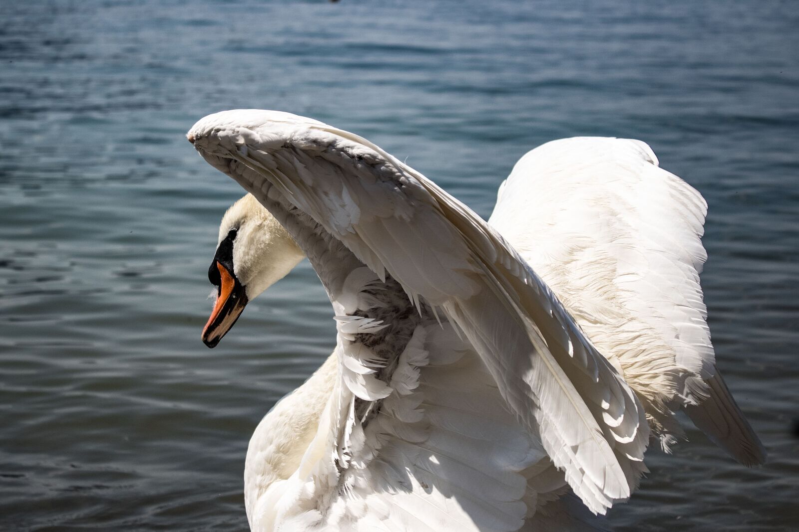 Canon EOS 1300D (EOS Rebel T6 / EOS Kiss X80) sample photo. Swan, lake, water photography