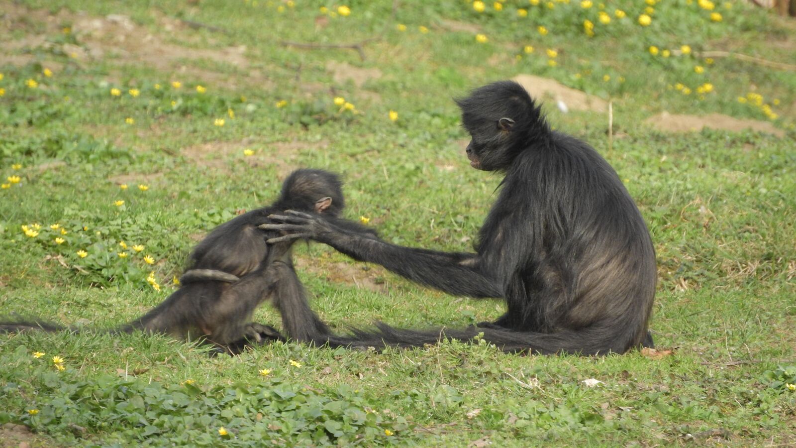 Nikon Coolpix P610 sample photo. Ateles geoffroyi, understood, geoffroy's photography